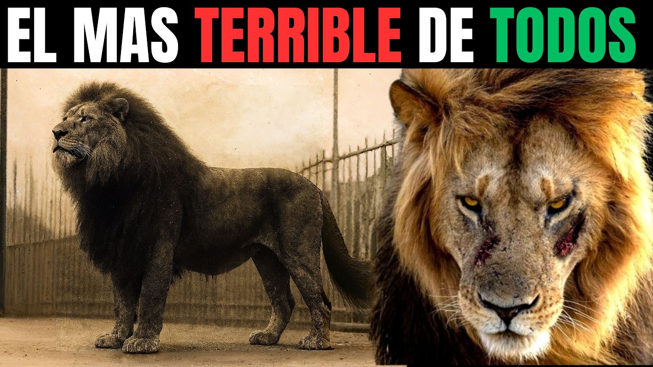 LEÓN – El INMORTAL que Sobrevivió a 7 Sequías y Nunca Fue Derrotado