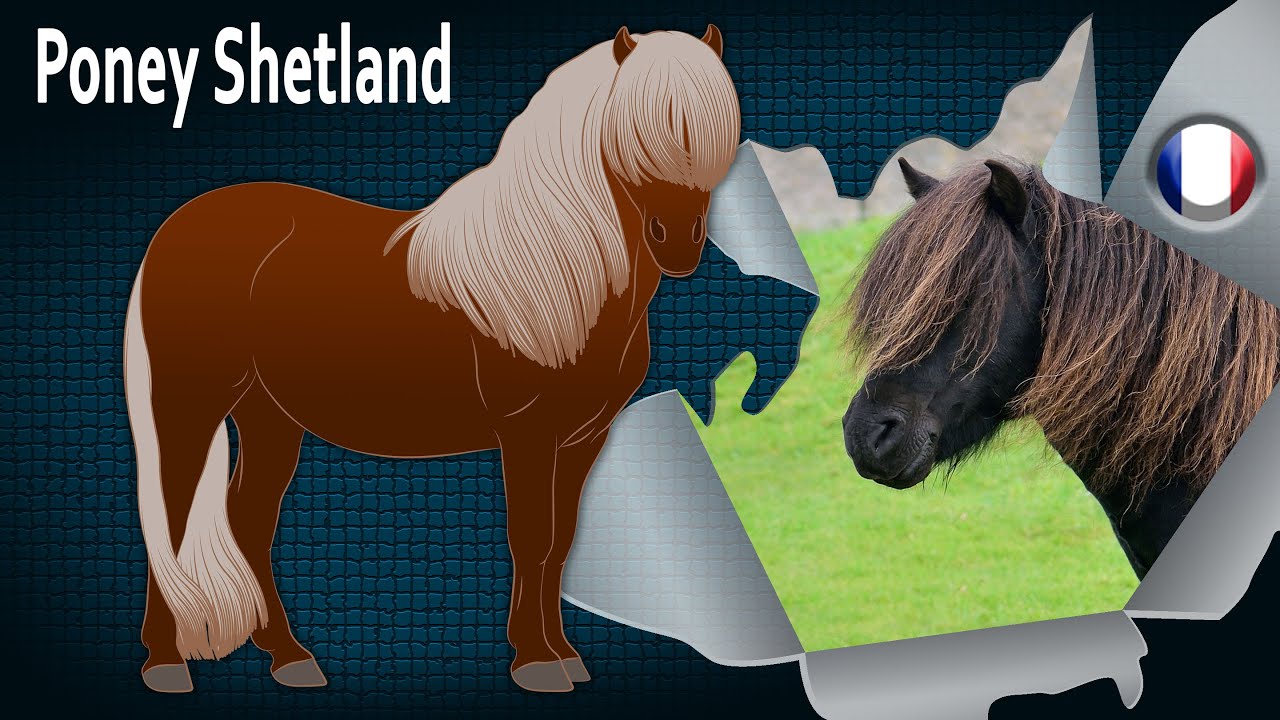 Poney Shetland, un poney considéré comme le plus fort du monde, Races de chevaux