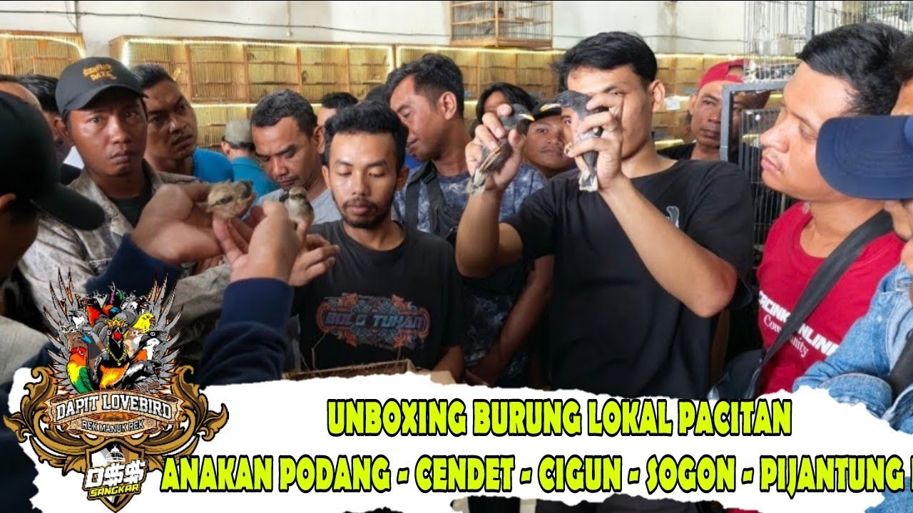 UNBOXING BURUNG LOKAL PACITAN !!! ANAKAN PODANG - CENDET - CIGUN - SOGON - PIJANTUNG DLL