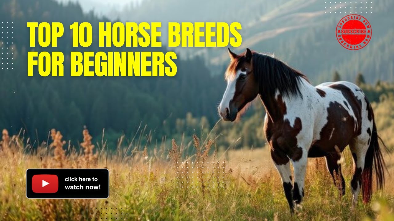Top 10 Horse Breeds for Beginners