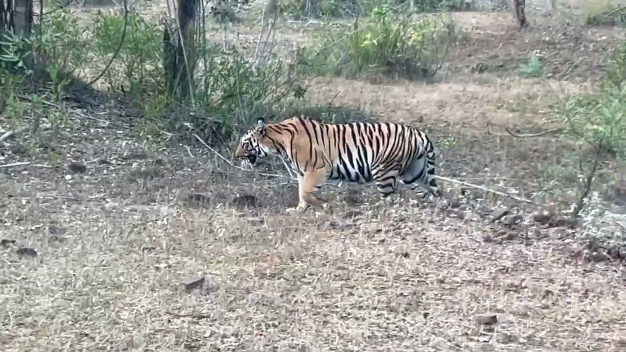 Gauri tigres enjoying wild life. Tadoba