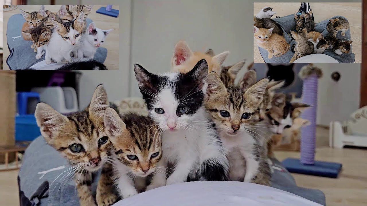 15 котят, оставшихся без матери, брошенных перед дождем, влюбились в человека, который их спас.