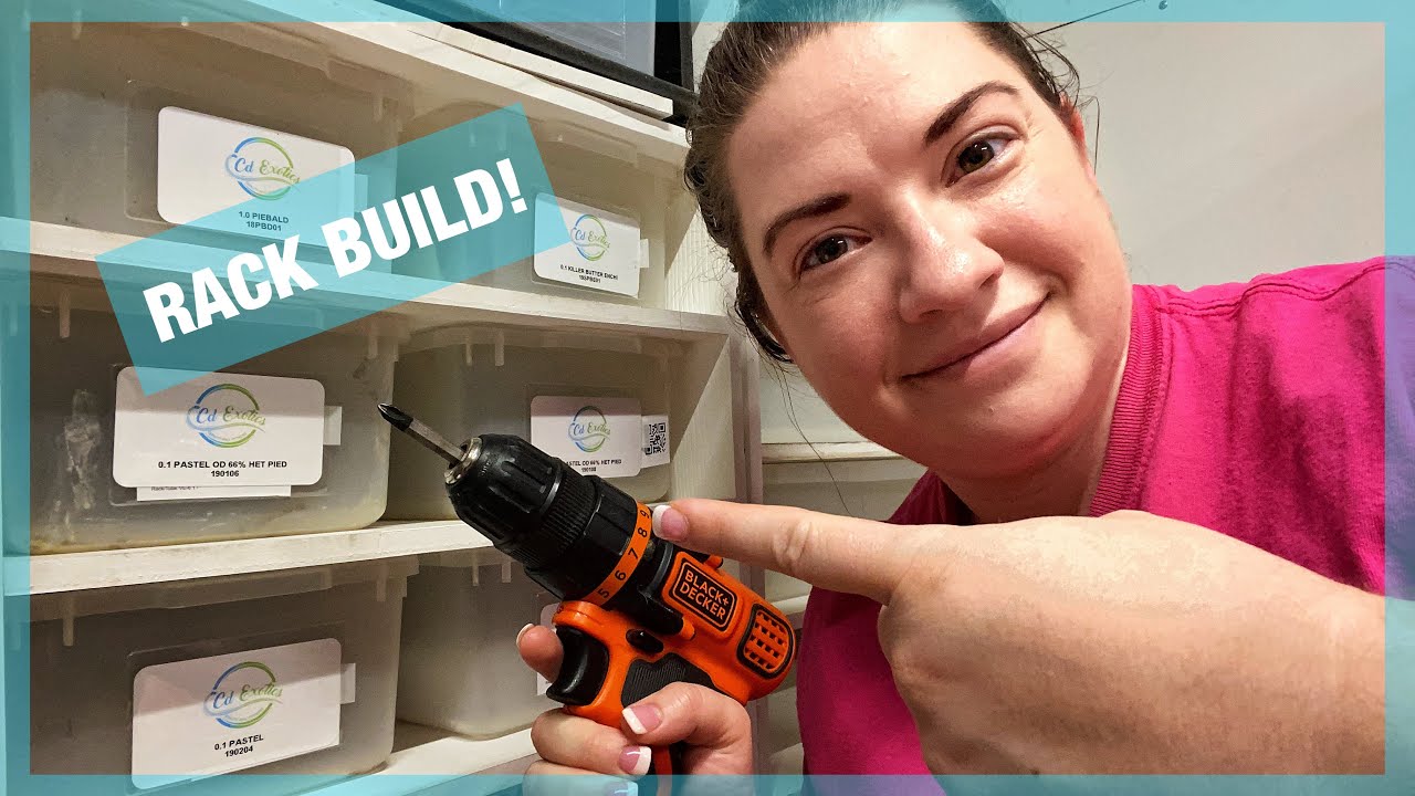 HOW TO BUILD A HATCHLING RACK | DIY Snake Rack | Ball Python Breeding