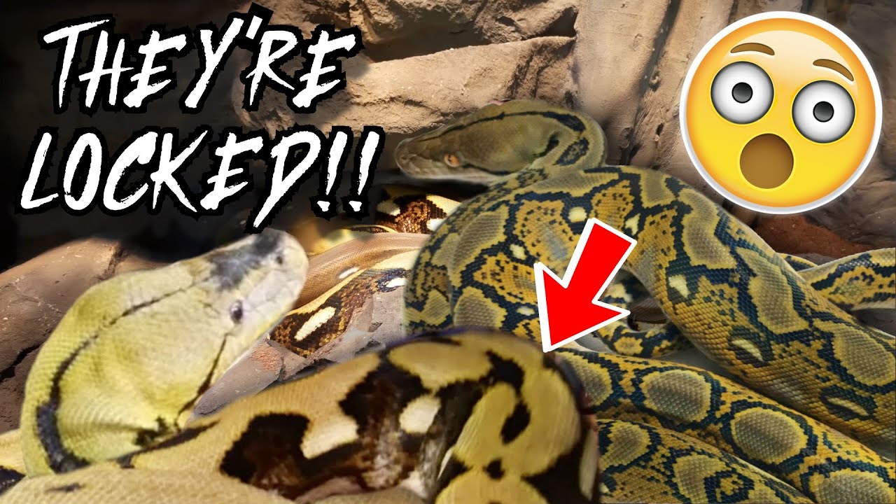 GIANT SNAKES CAUGHT BREEDING!! 16 NEW BABY CHAMELEONS!! | BRIAN BARCZYK