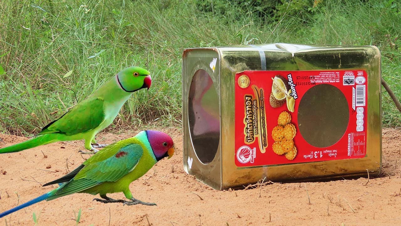 Simple Quick Underground Parrot Trap By Using Metal Box & Wood - Easy Creative Bird Trap