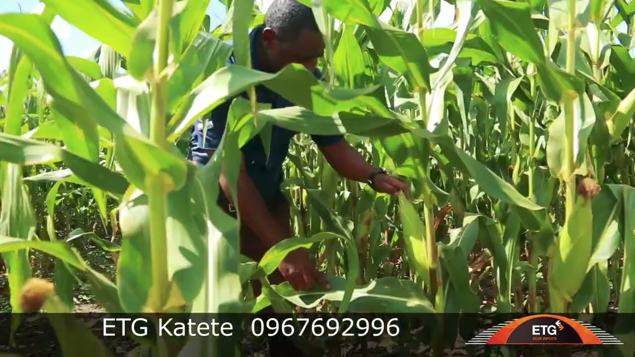 Katete Maize Demo
