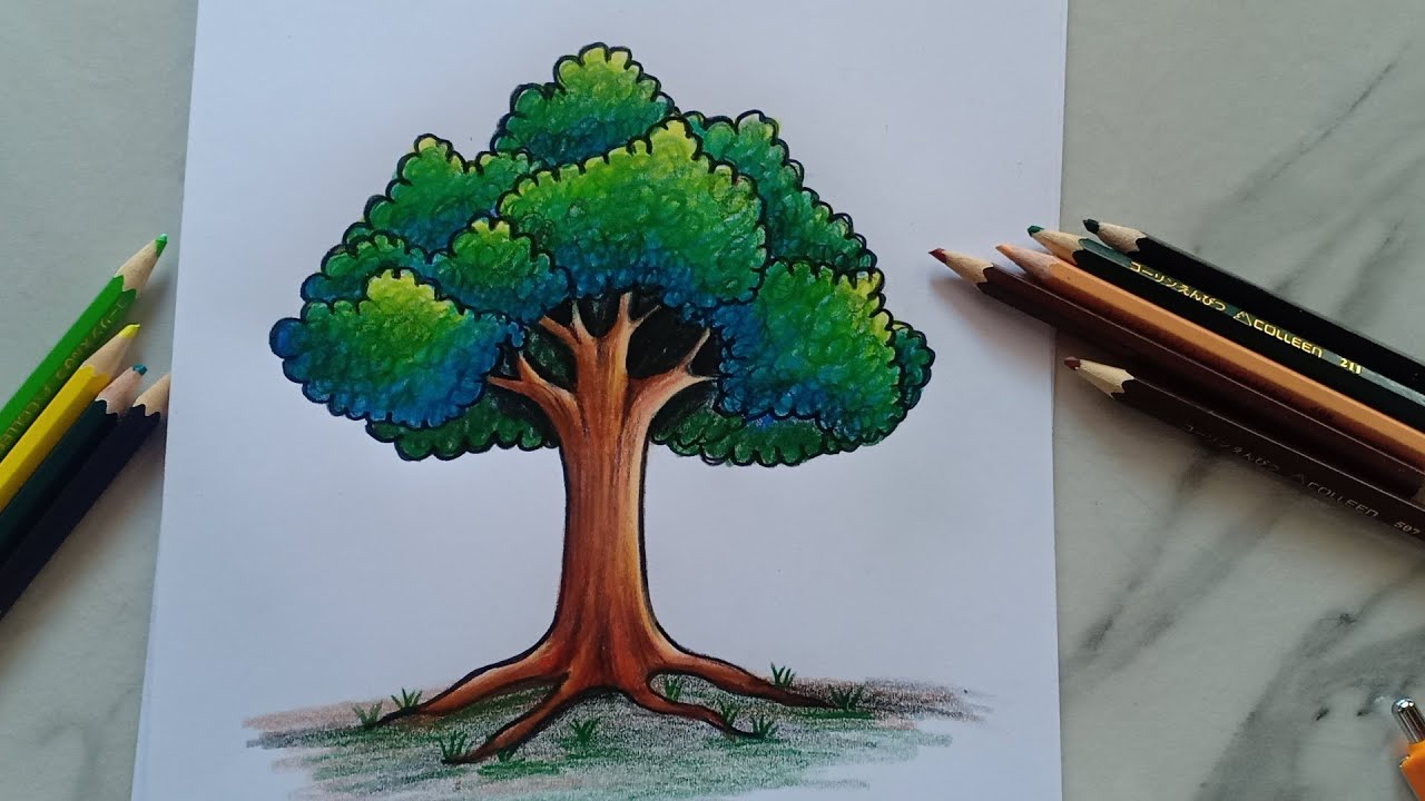 วาดภาพต้นไม้ ด้วยสีไม้ How to draw a tree