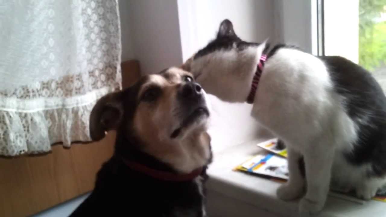 Cat licking dog