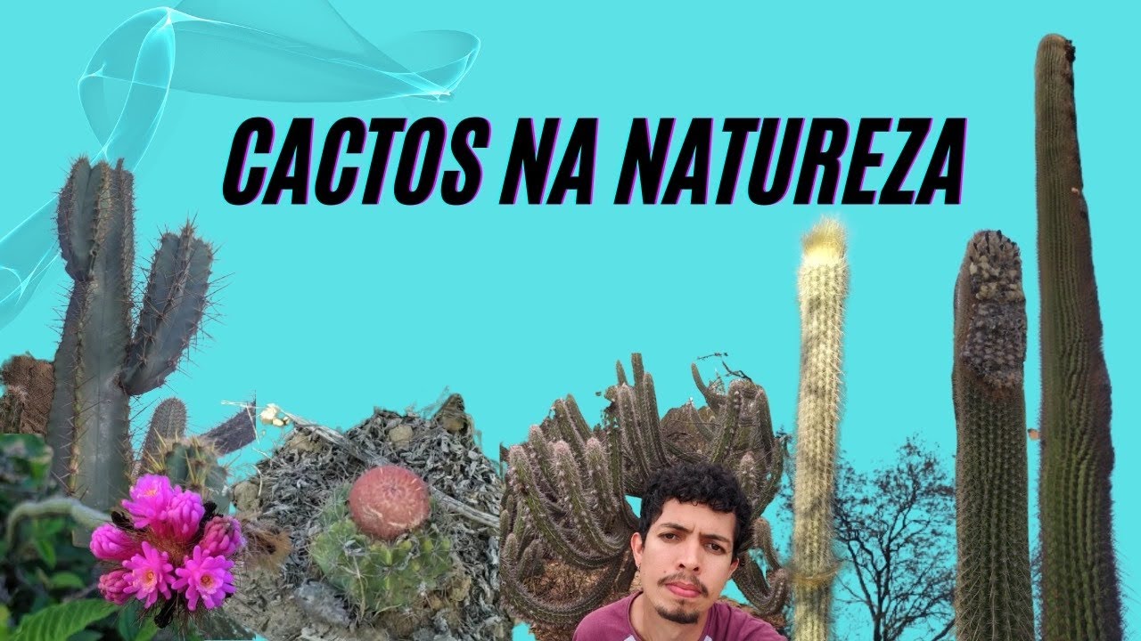 CACTOS NA NATUREZA - Conhecendo um pouco dos cactos em habitat 🏜️