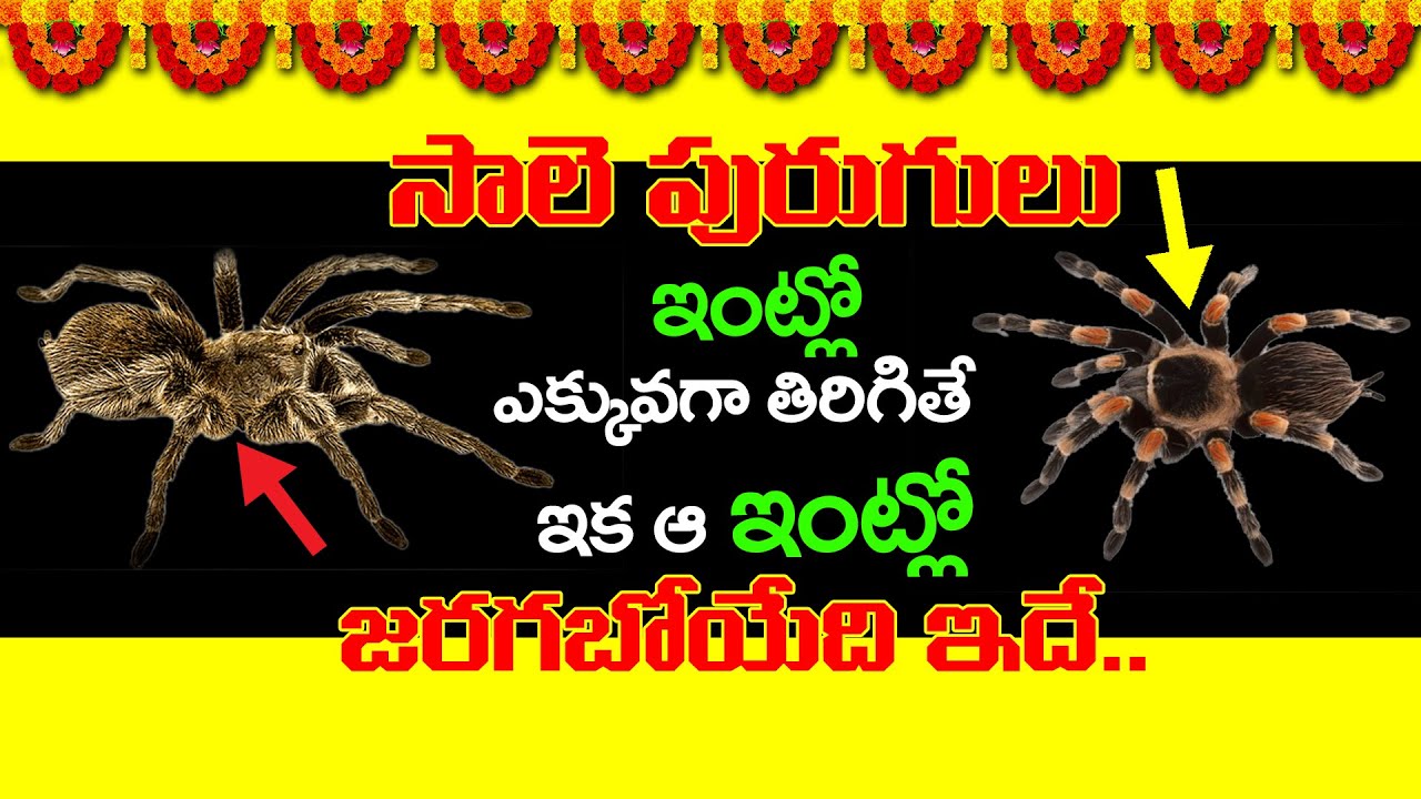 సాలె పురుగులు ఇంట్లో తిరిగితే ఇక ఆ ఇంట్లో జరిగేది ఇదే!! SPIDER Vastu Tips Telugu | Insects in House