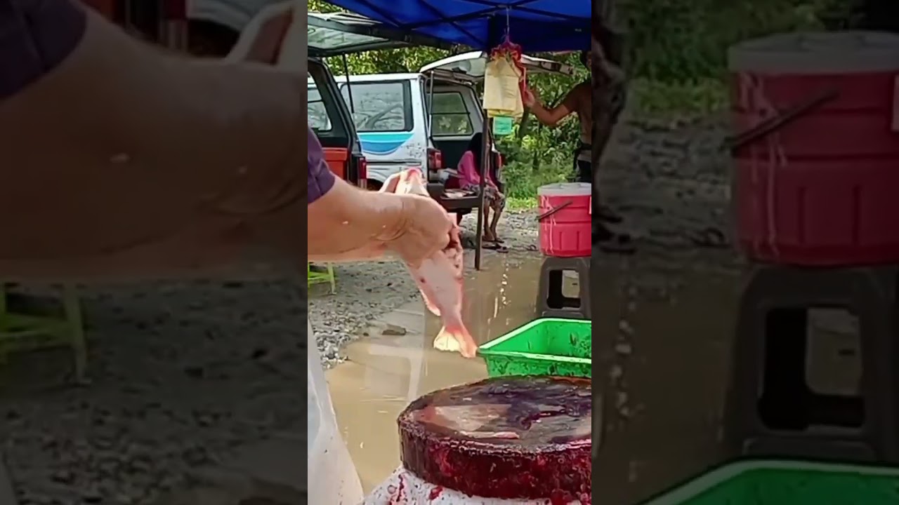 cara beli #ikanpatin Dan #ikantilapia l cara siang ikan Patin tilapia