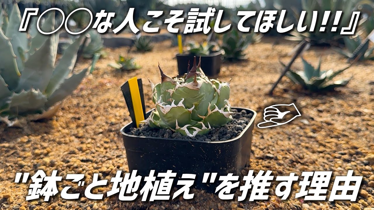 【アガベ】鉢ごと地植えのメリット･デメリットについて解説します!!