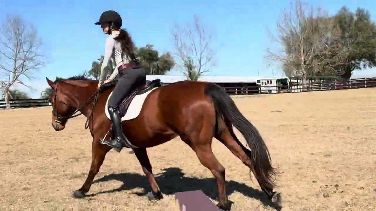 Arial 💕 Available in Ocala, FL 