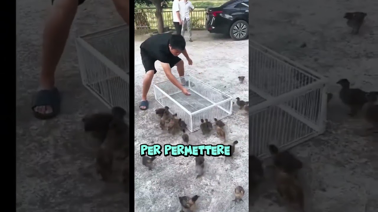 Trappola inganna uccelli! #virale #perte