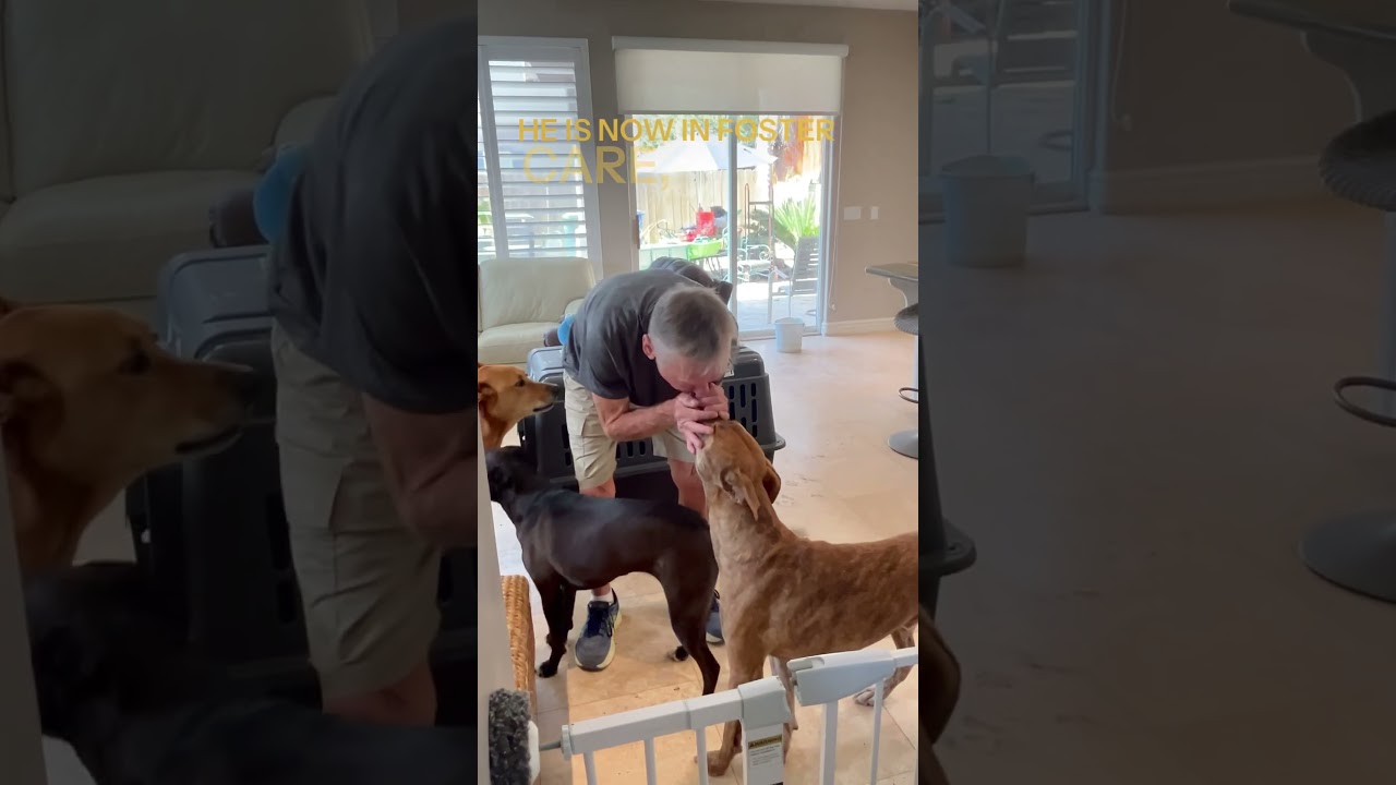 Blind Dog Receives NO Adoption Applications 💔 Meet Hashbrown the sweet blind dog from Maui!