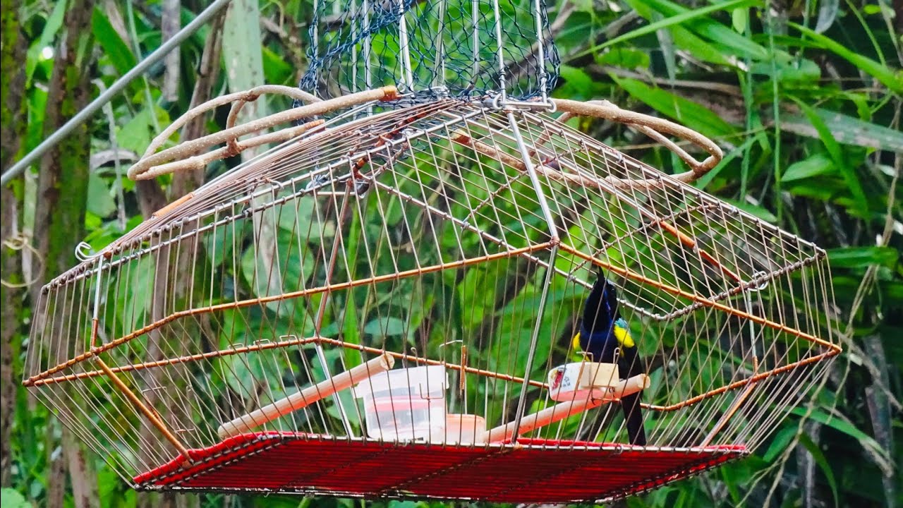Tiếng chim Hút mật Tía ô mồi - mới
