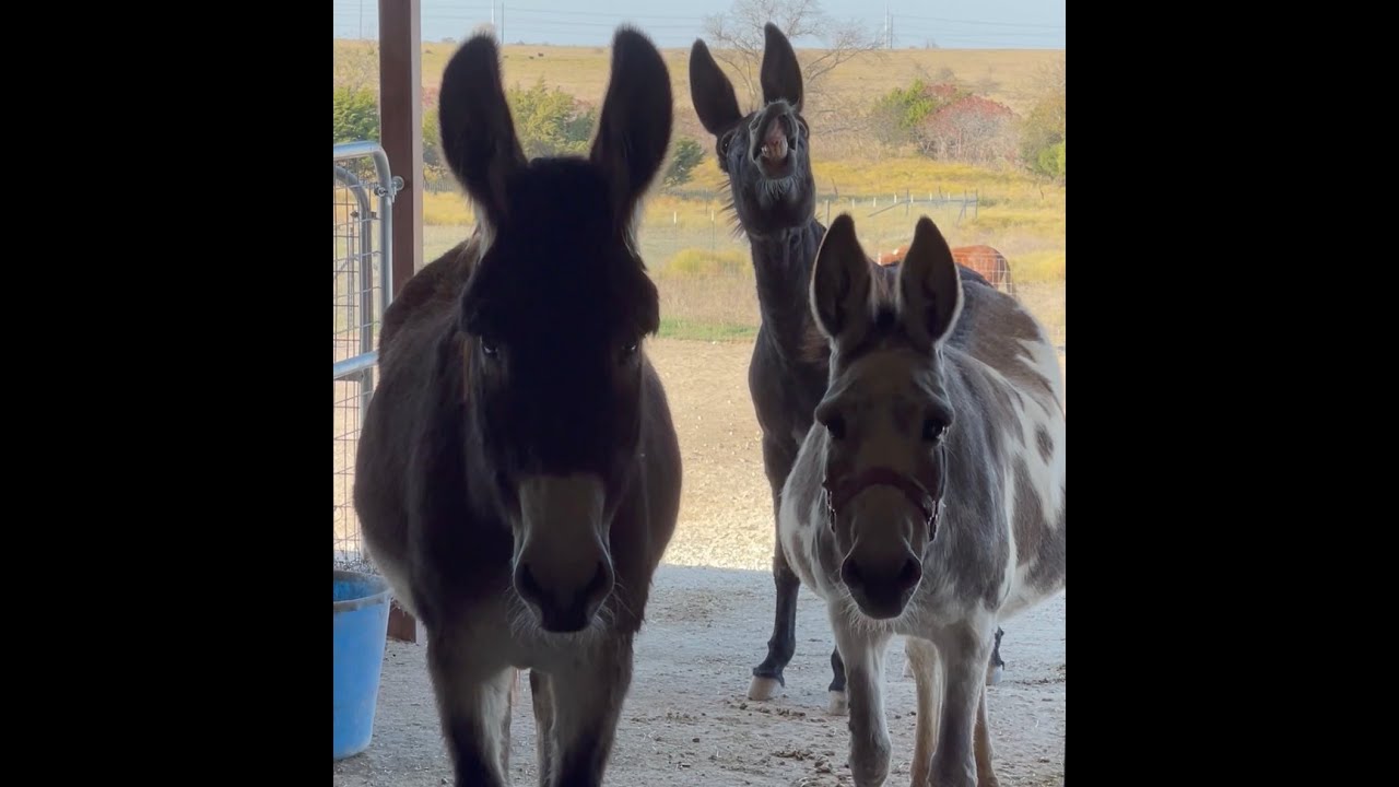 The Donkey Way of Talking