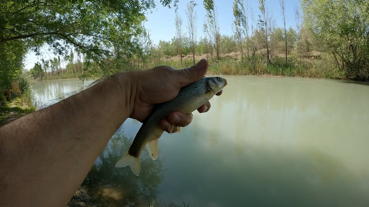 БАЛИК ОВИ. СЕЗОН ОЧИЛИШИГА ЗУР МАРИНКА ОВИ БУЛДИ.