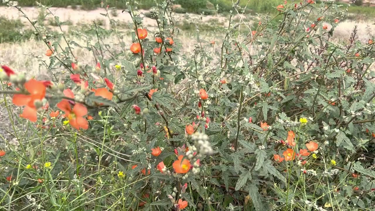 AZ Plant Reviews: Globe Mallow (Sphaeralcea)