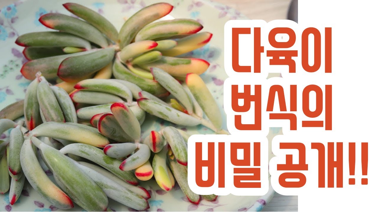 다육이 번식의 비밀 공개??!! 복랑금 적심 팁!!(多肉植物)(たにくしょくぶつ)