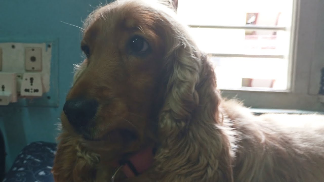 Excited spaniel Shelby meeting mom after a long time #happy#vacation#dogmom#cockerspaniellove#love
