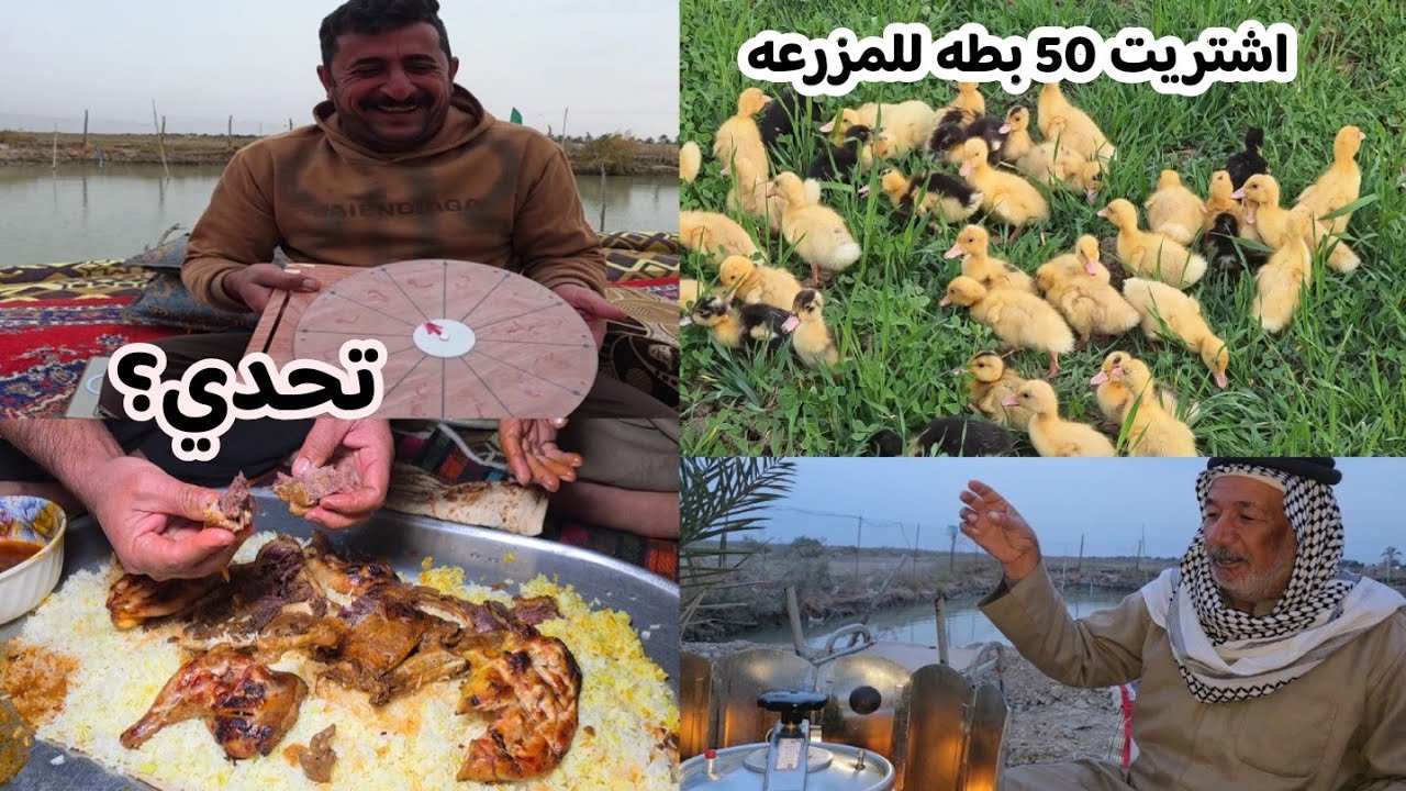 اشتريت 50 بطه لمزرعة ابو عباس+سوينا تحدي انه وابو عقيل