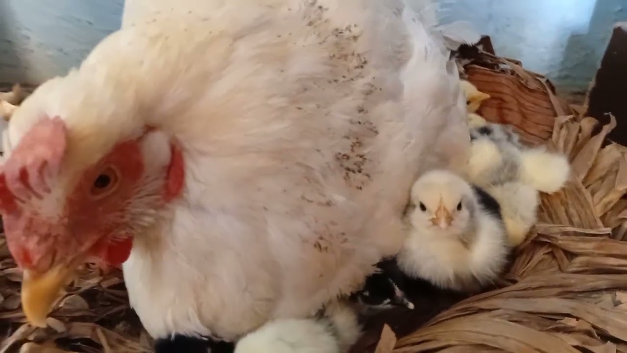 Los pollitos apenas acaban de nacer 🐤 