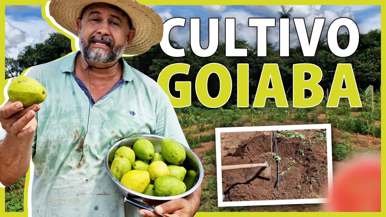 Aduba&ccedil;&atilde;o e manejo no p&eacute; de goiaba