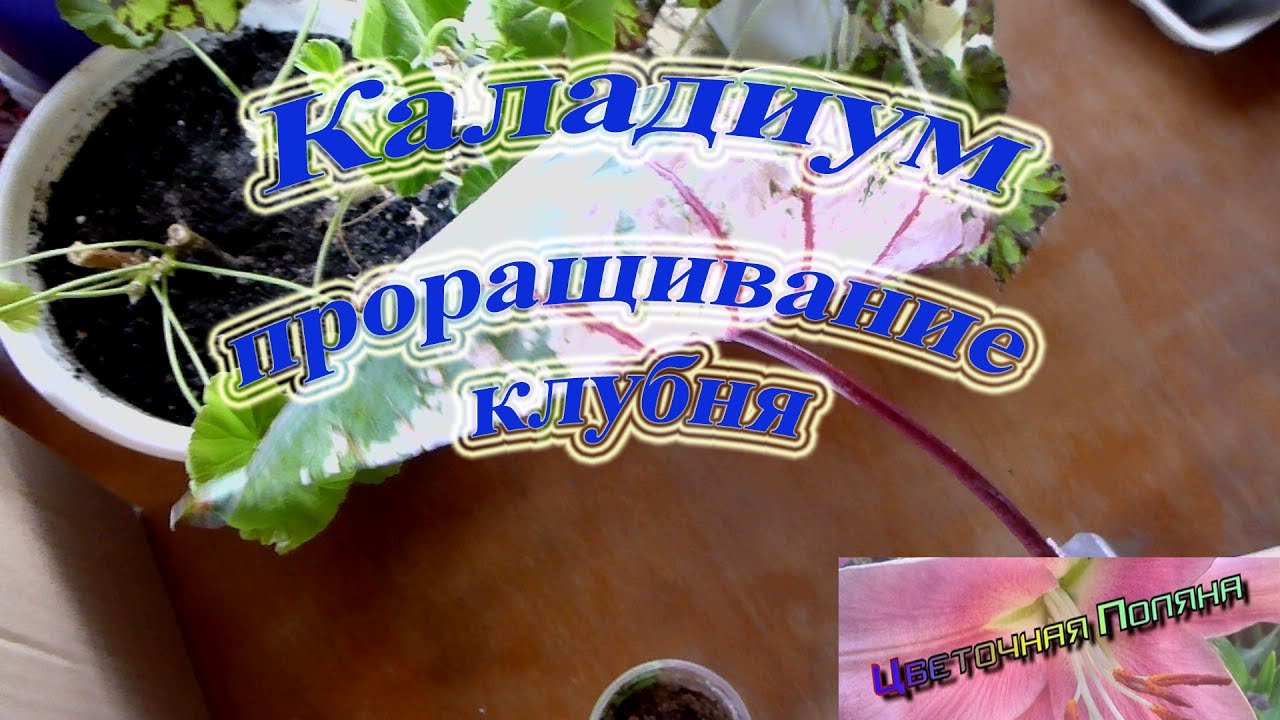 Каладиум. Проращивание клубня.