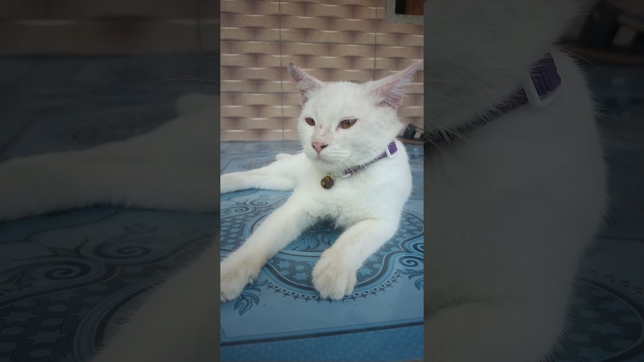 𝙇𝘼𝙂𝙄 𝙀𝙉𝙅𝙊𝙔 🤗😻😽#kucinglucu #kucingpintar