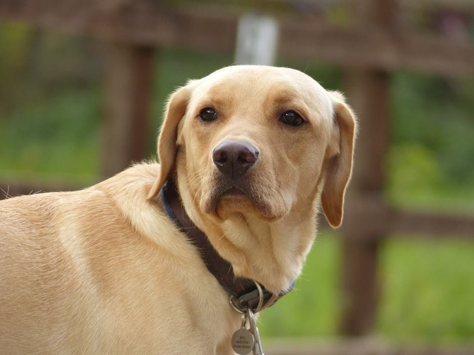 Max - Labrador - 2 Week Residential Dog Training at Adolescent Dogs