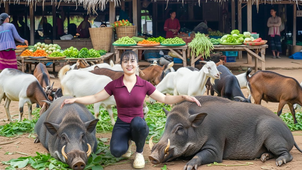[TIMELAPSE] --266 Days Buy Many Goats From Farmer - Selling 90KG Pig Each After 6 Month of Raising