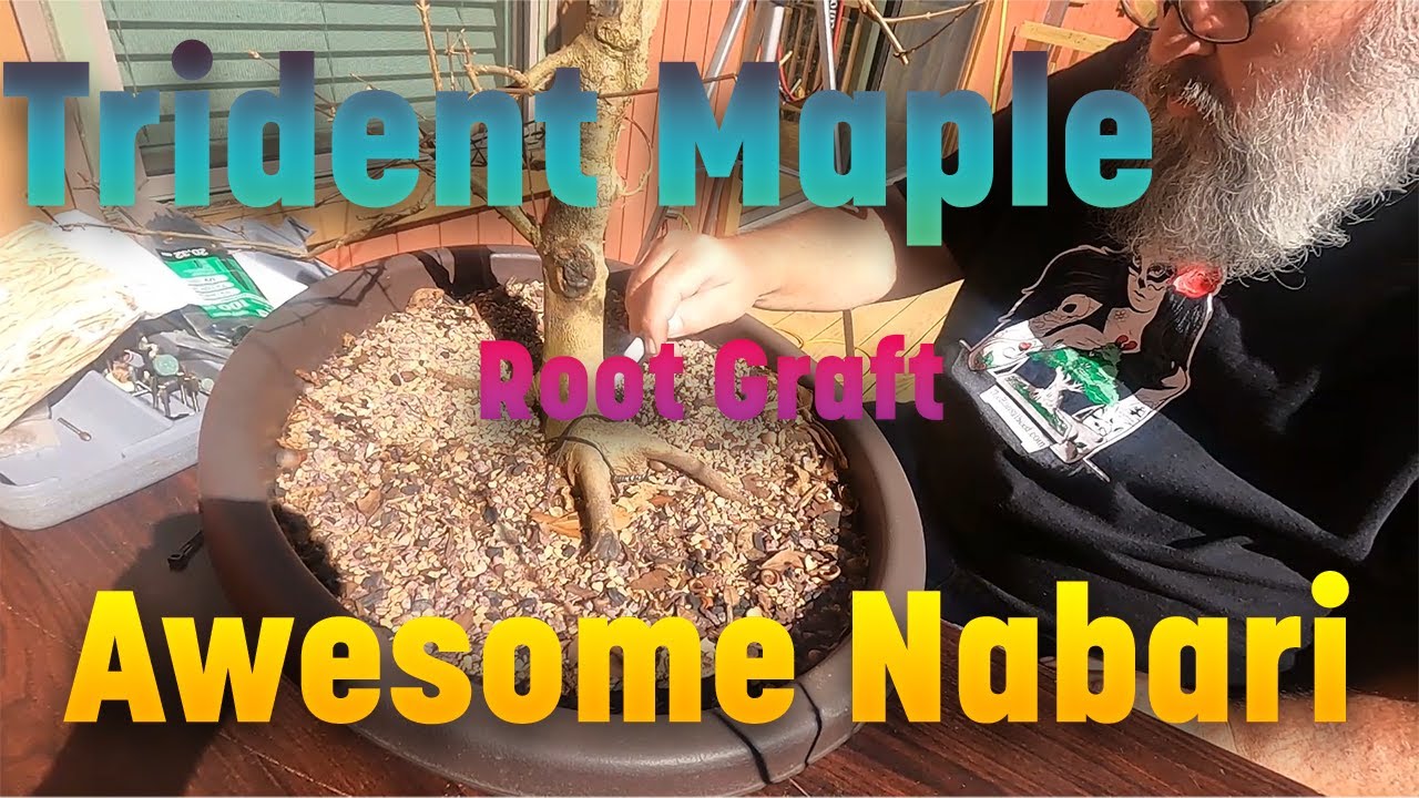 Make an awesome nebari with a Trident Maple Bonsai Root Graft