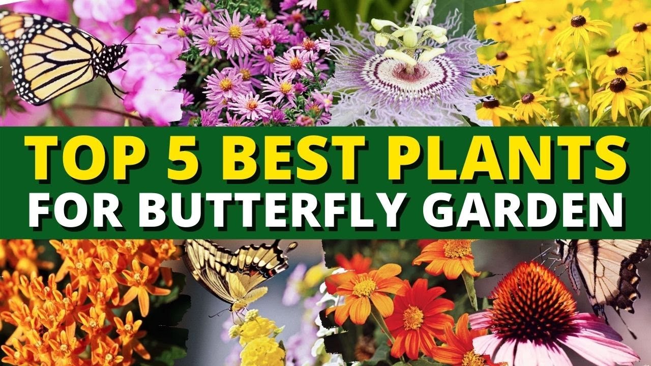 Create a Beautiful Butterfly Garden With These Plants 🦋🦋 - 5 Plants for Butterfly Garden 👍👌