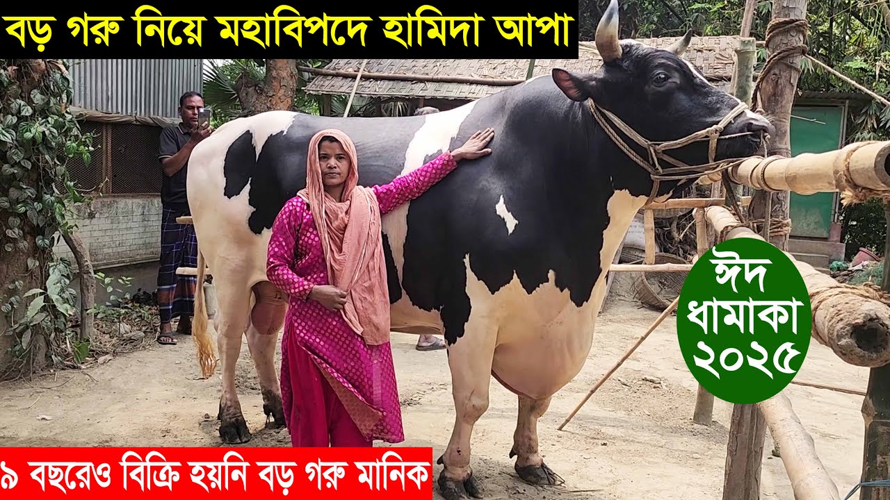 বাংলাদেশের সবচেয়ে বড় গরু মানিক কে নিয়ে মহাবিপদে ভাইরাল নারী উদ্যোক্তা হামিদা আপা জানুন বিস্তারিত