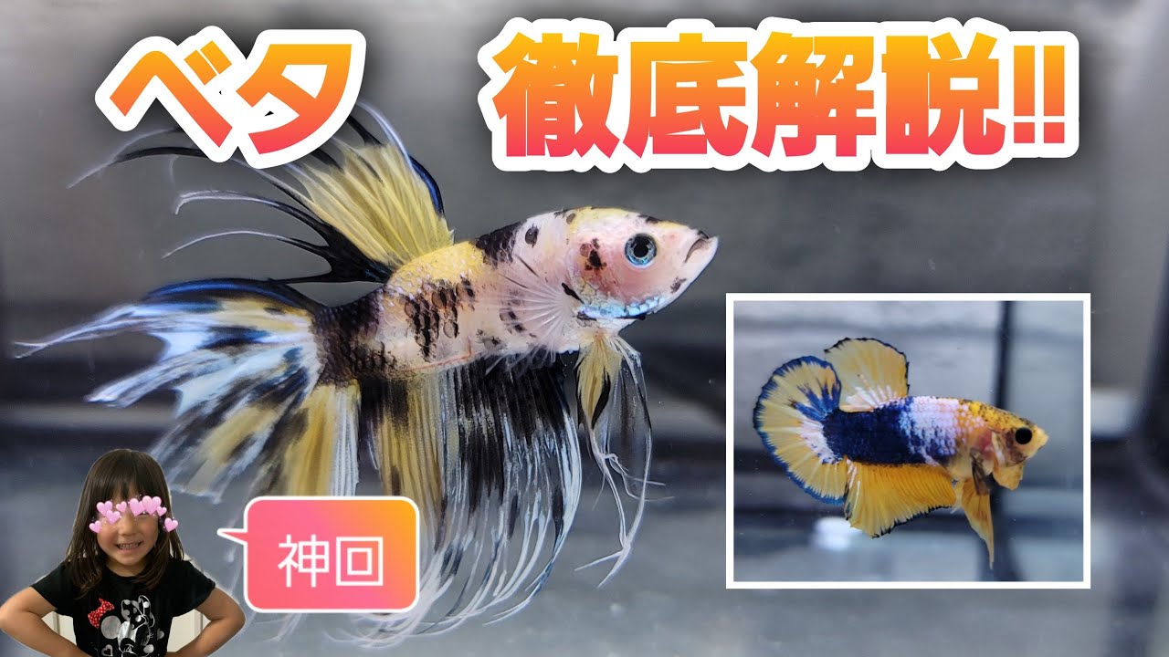 ベタ　徹底解説‼　濾過機ありなしで全く違う飼育方法