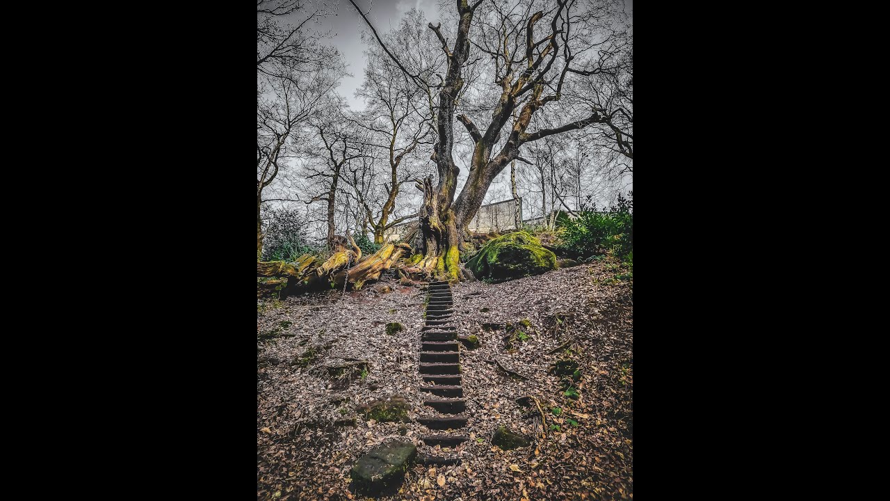 The Chained Oak - The Facts Behind the Folklore - The Red Haired Stokie