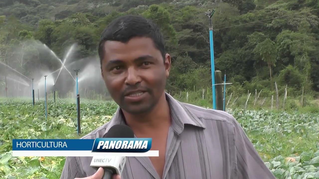 CONHEÇA O CULTIVO DO REPOLHO QUE É MUITO APRECIADO PELOS CONSUMIDORES