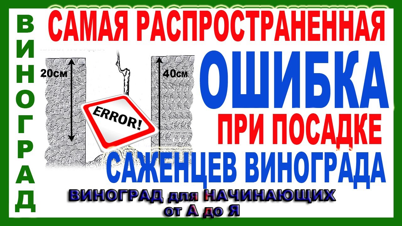 🍇  Эту ошибку при посадке винограда невозможно затем исправить. Посадка саженцев винограда.