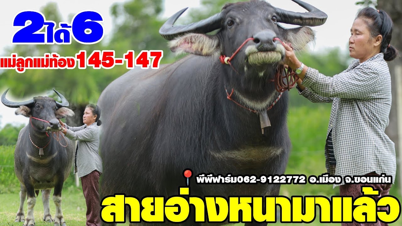 💥สุดคุ้มควายแม่ลูกแม่ท้องหลายตัว145-147💥📍พีพีฟาร์ม062-9122772 อ.เมือง จ.ขอนแก่น