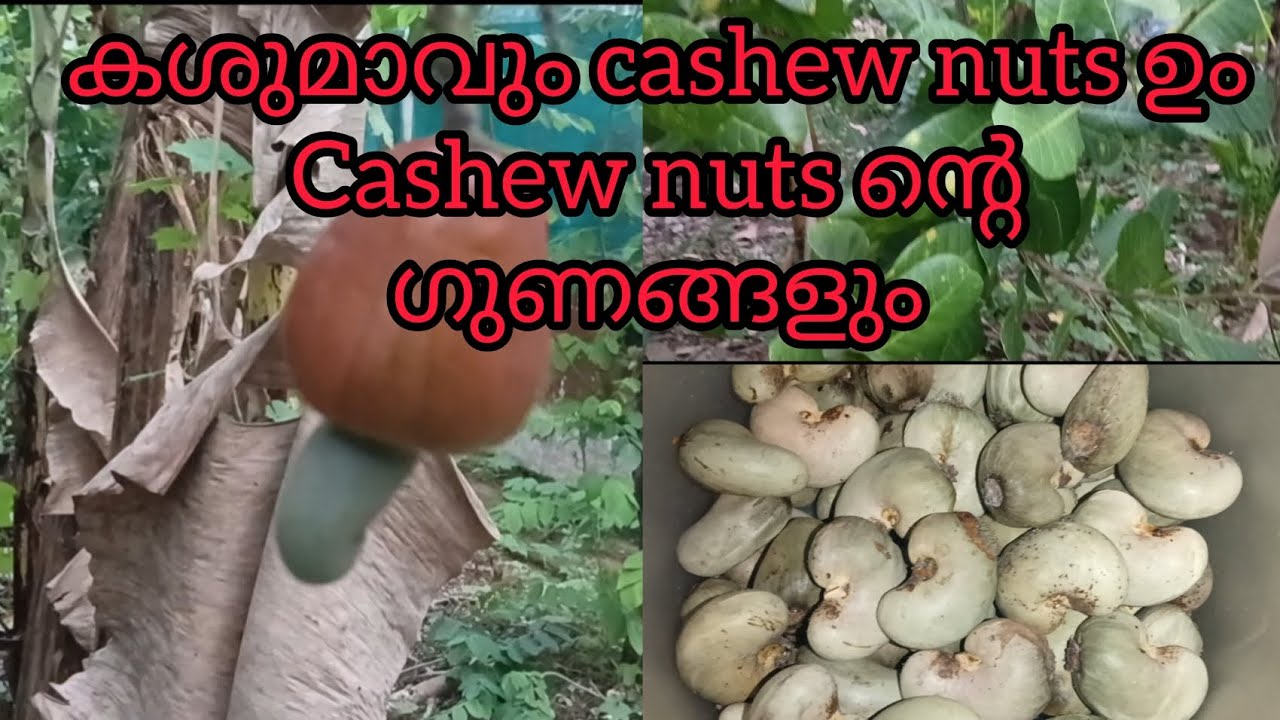 കശുമാവും കശുമാമ്പഴവും cashew nuts ഉം, cashew nuts ന്റെ ഗുണങ്ങളും, cashew വേർതിരിക്കുന്ന രീതിയും 