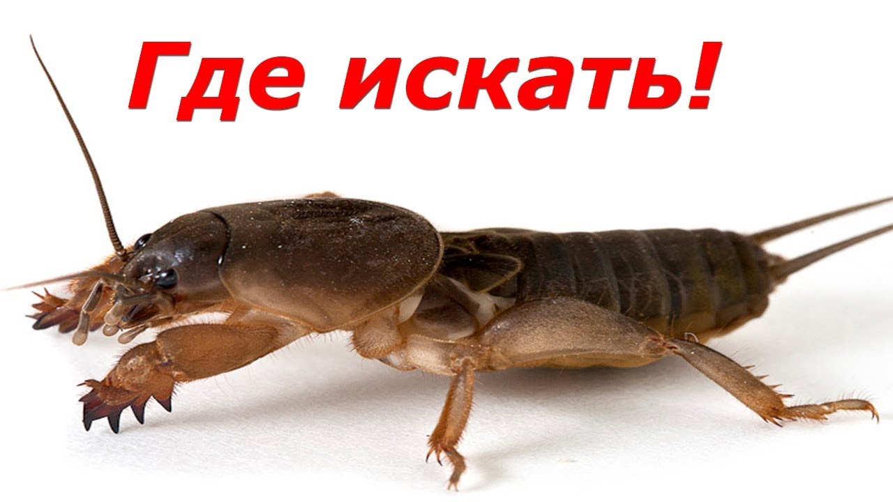 Наживка на сома. Медведка. Капустянка. Gryllotalpa. Как поймать медведку.