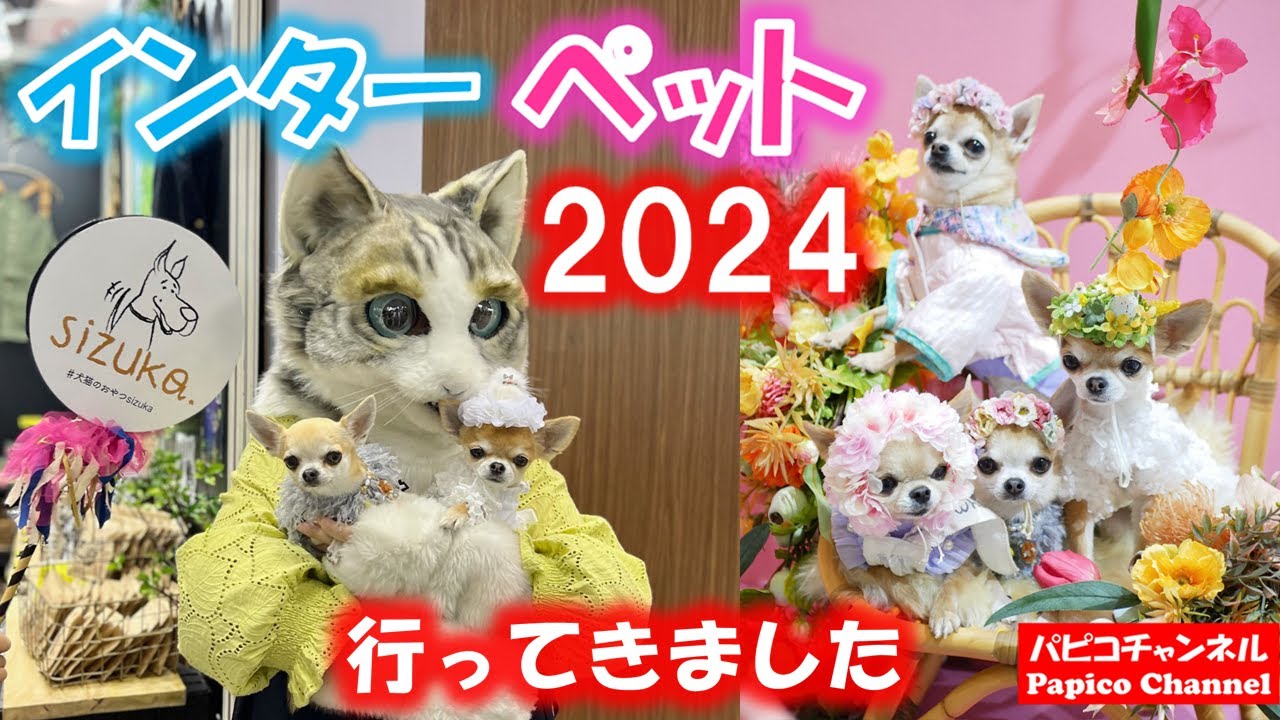 【インターペット2024】日本最大級のペットイベントに、今年も行ってきました。