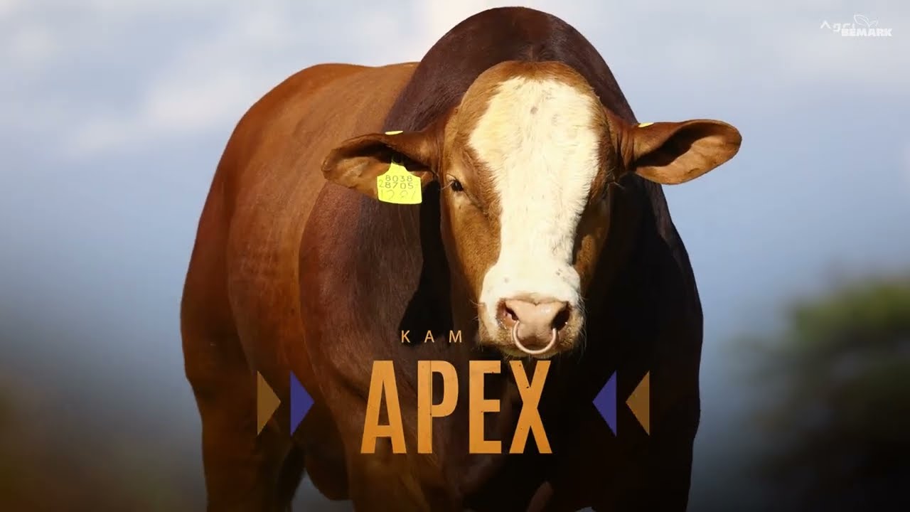 LOT 1 | DM231284 | APEX
