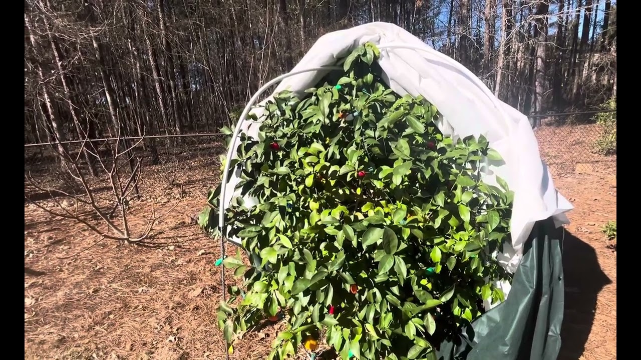 Uncovering the Meyer lemon after snow and 16F.