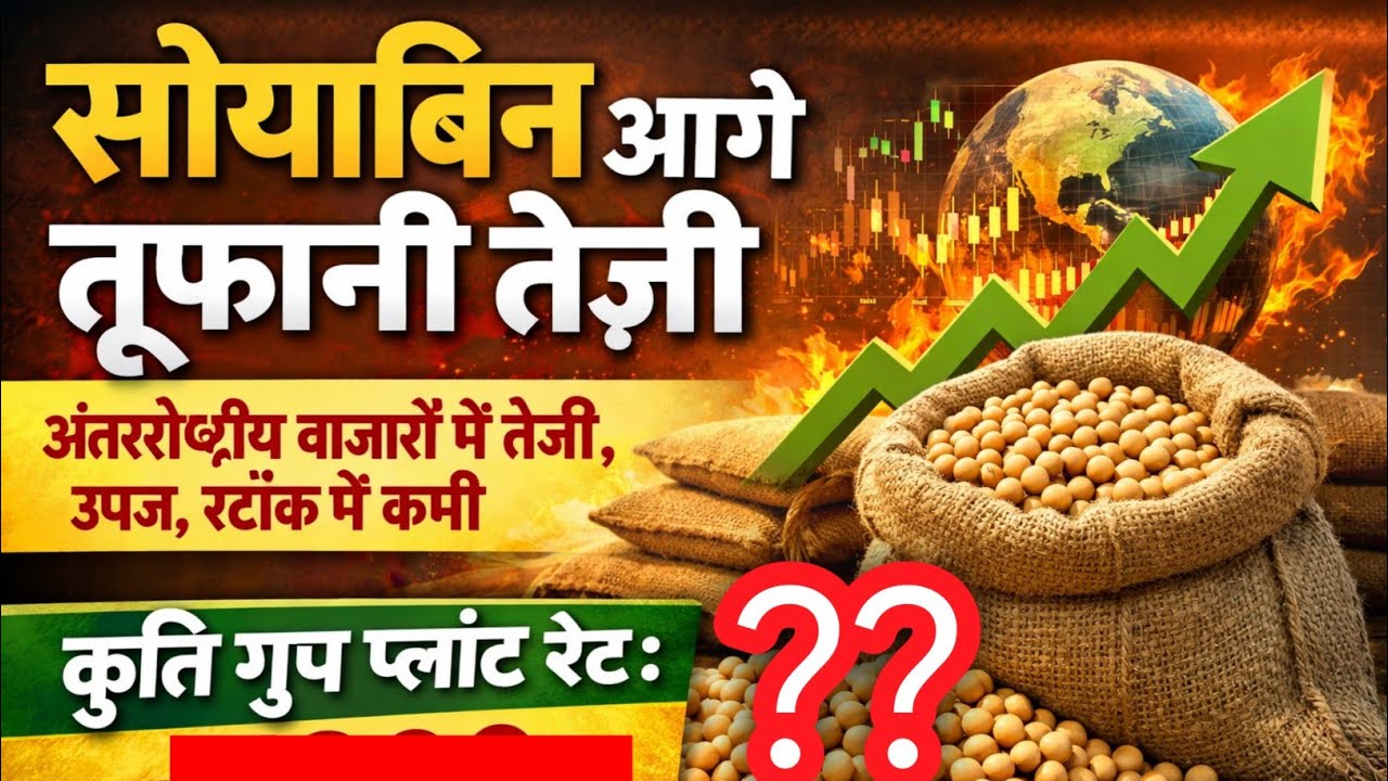 सोयाबिन तेज़ी मन्दी जानकारी आगे सोयाबिन तेज़ होगी जानिए संपूर्ण जानकारी विस्तार से