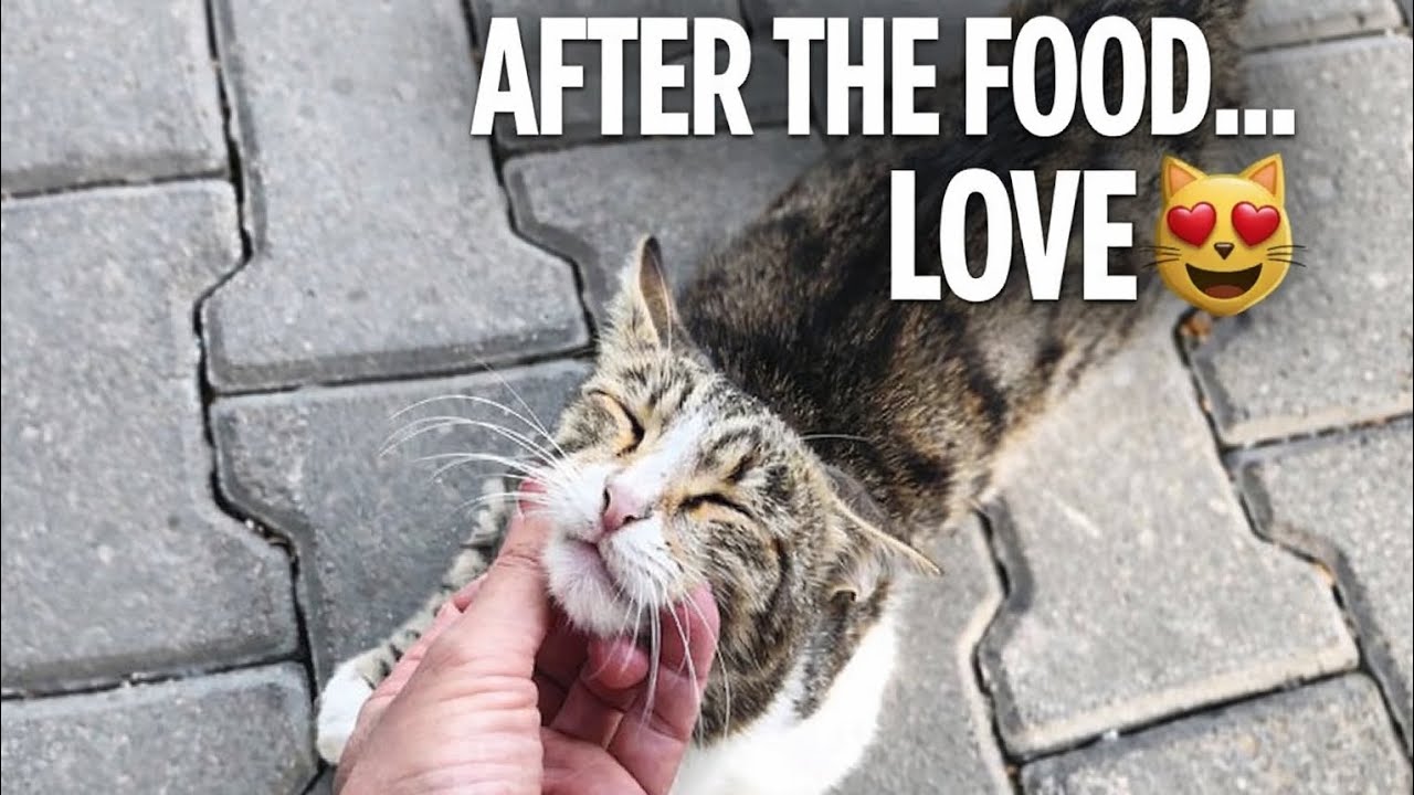 I Fed Them All… Then This Cat Melted My Heart 😻❤️