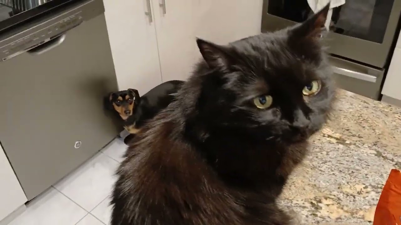 Le Chat courageux