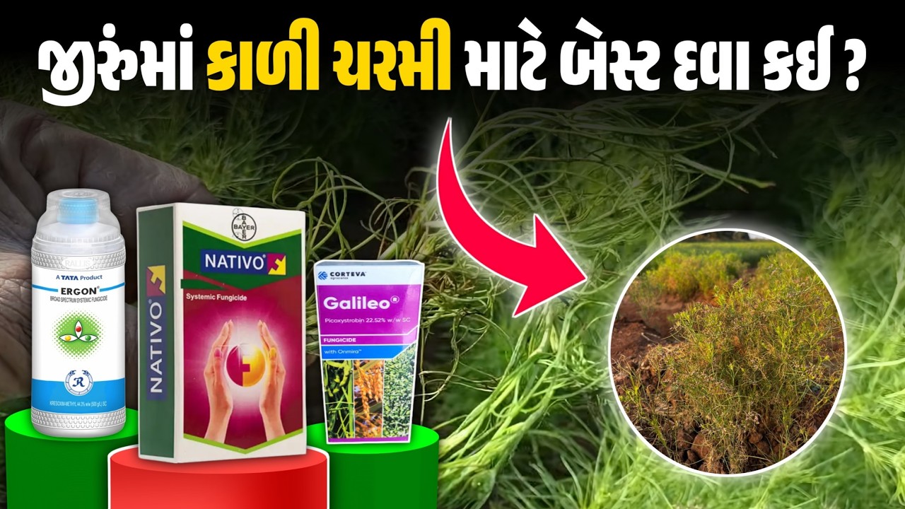 જીરુંમાં કાળી ચરમી માટે સૌથી શ્રેષ્ઠ ફૂગનાશક દવાઓની માહિતી | જીરું ની ખેતી | #જીરું #ખેતી