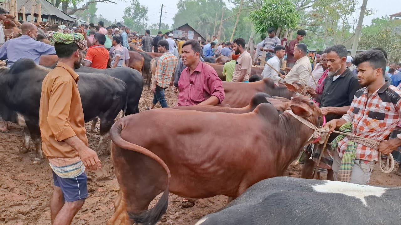 আজ ১৩/৩/২৬ | ঢাকা ও চট্রগ্রামের খামারী কেমন দামে মাঝারি সাইজের ষাঁড় কিনছেন | আমবাড়ী হাট 